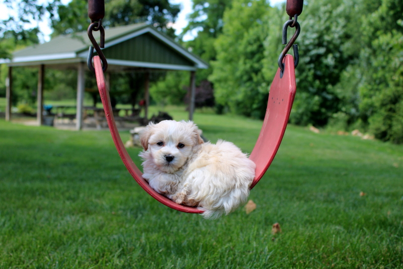 puppy, for, sale, Malsipoo, Matthew B. Stoltzfus, dog, breeder, Gap, PA, dog-breeder, puppy-for-sale, forsale, nearby, find, puppyfind, locator, puppylocator, aca